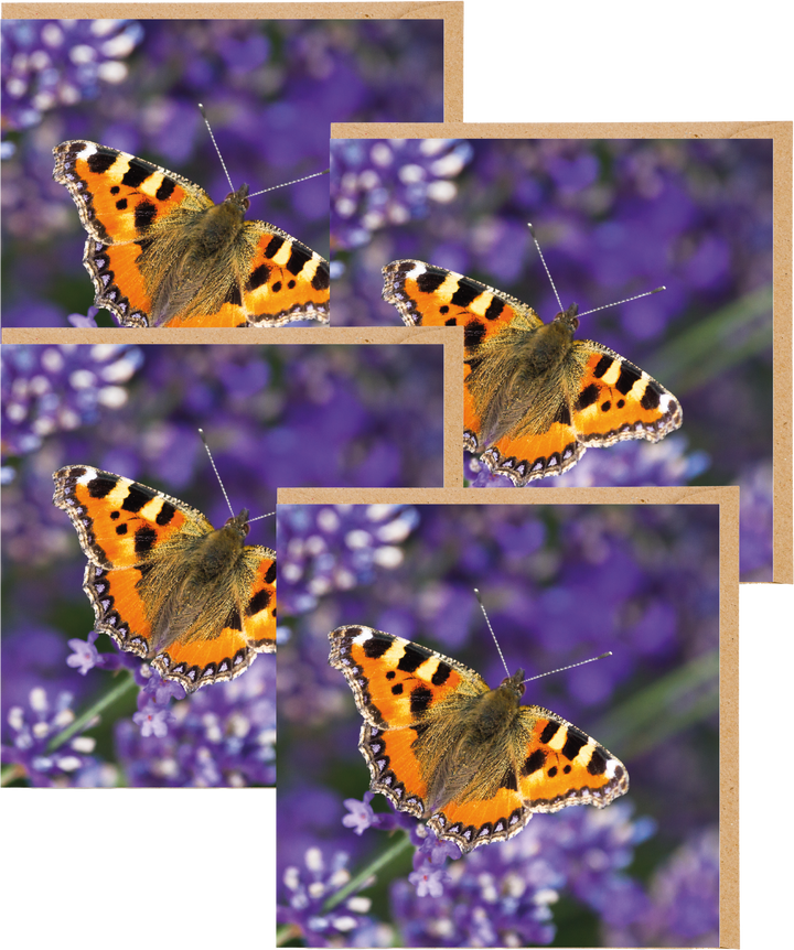 Tortoiseshell Butterfly Greetings Cards