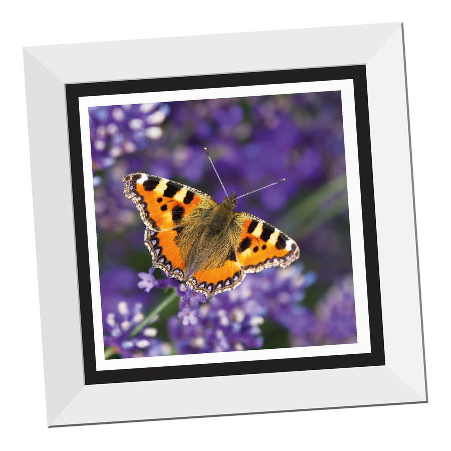 Tortoiseshell Butterfly 12" Framed Print