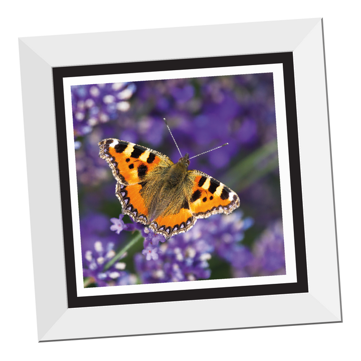 Tortoiseshell Butterfly 12" Framed Print