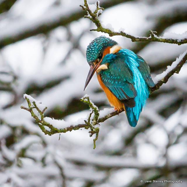 Kingfisher In The Snow Mug