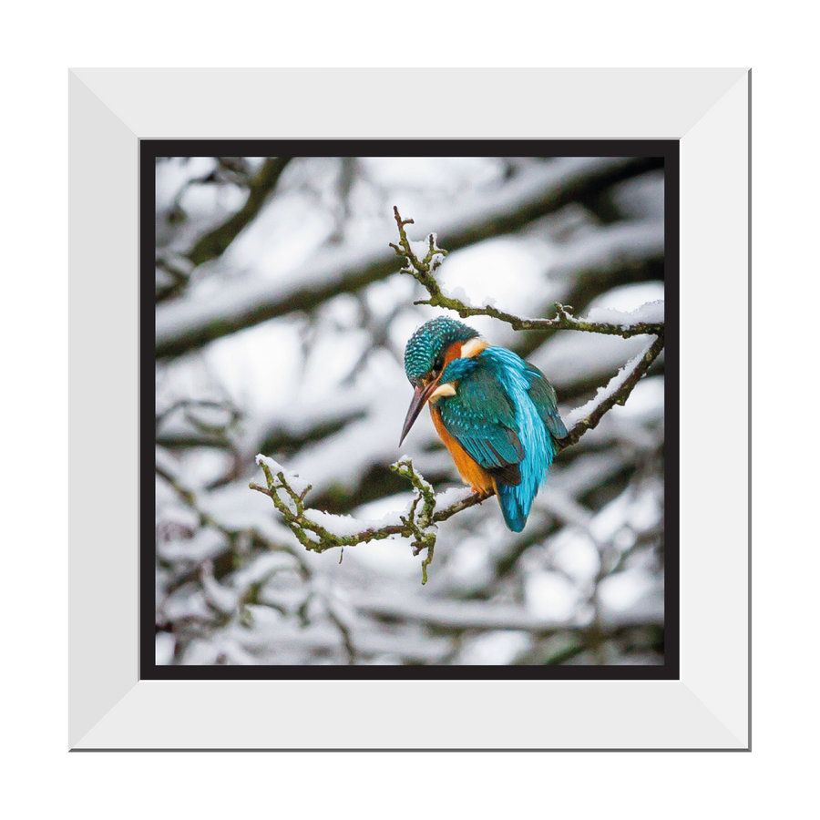 Winter Kingfisher 12" Framed Print