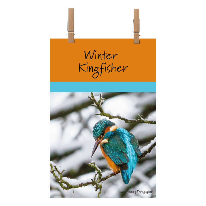 Winter Kingfisher Towel