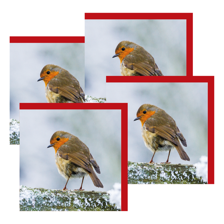 Winter Robin Greetings Cards