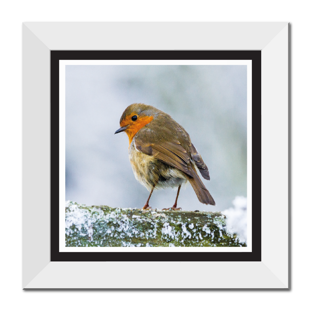 Winter Robin 12" Framed Print