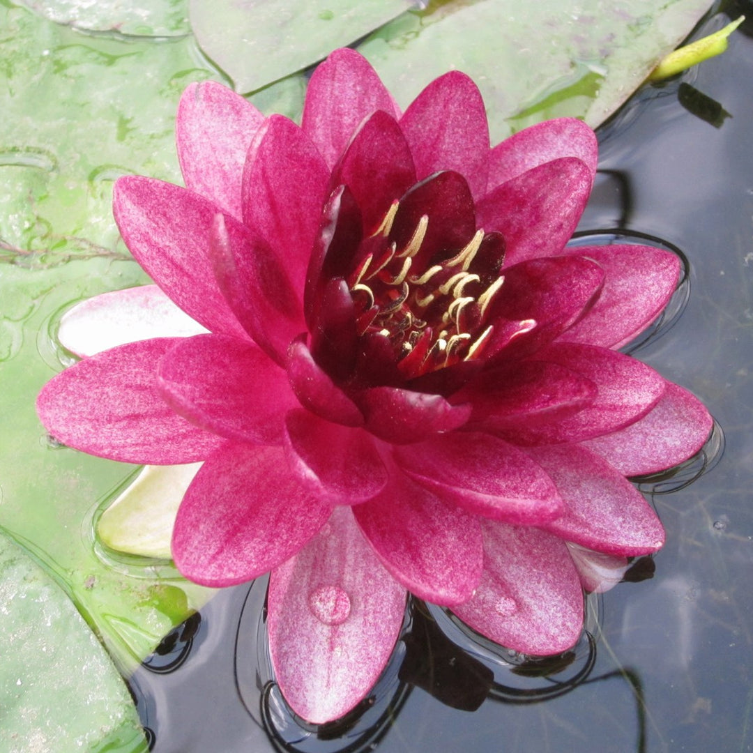 Nymphaea 'Almost Black' Water Lily