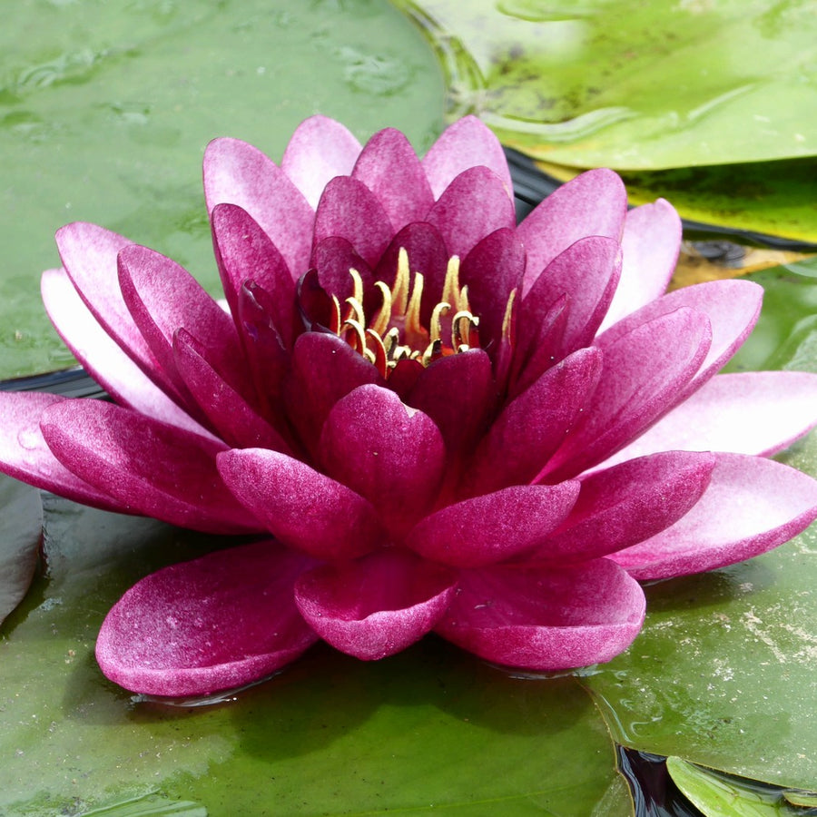 Nymphaea 'Almost Black' Water Lily