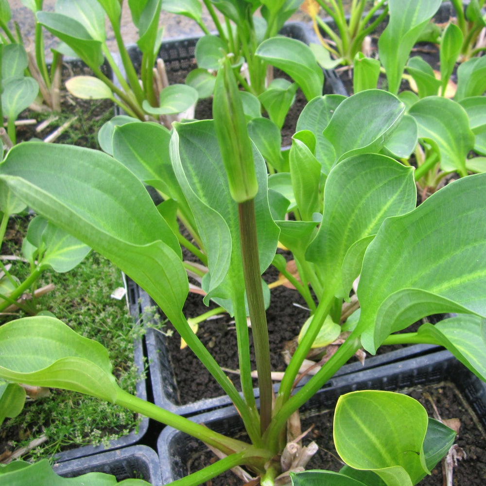 American Water Plantain (Alisma parviflorum)