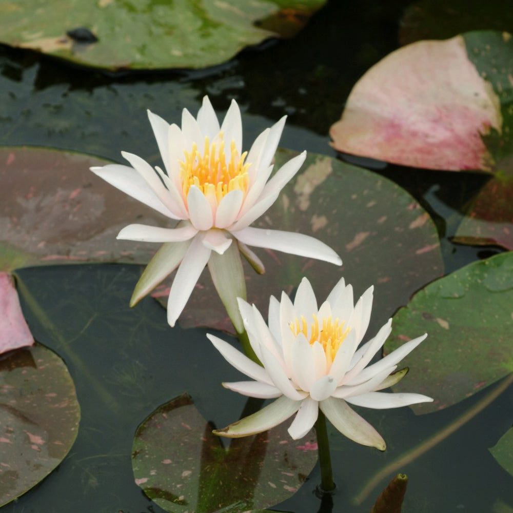 Nymphaea 'Arc En Ciel' Water Lily