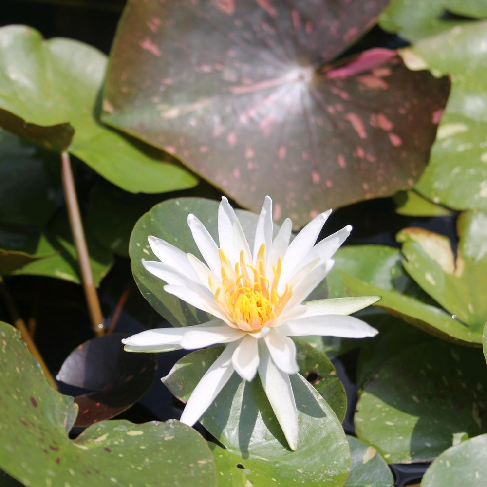 Nymphaea 'Arc En Ciel' Water Lily