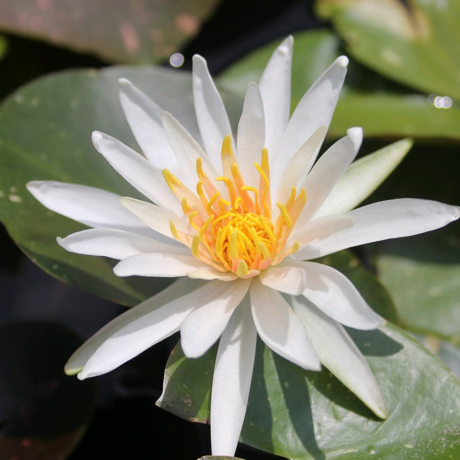 Nymphaea 'Arc En Ciel' Water Lily