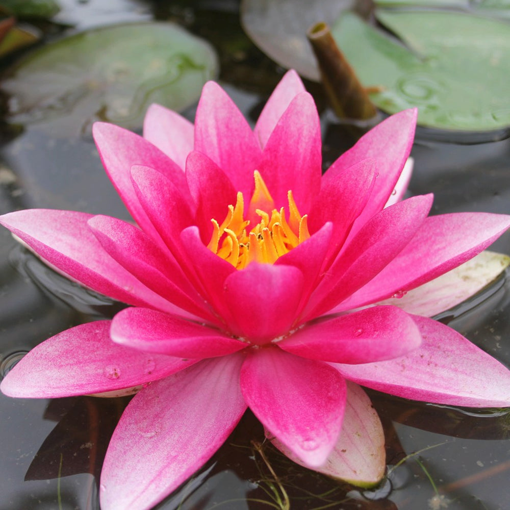 Products Nymphaea 'Attraction' Water Lily
