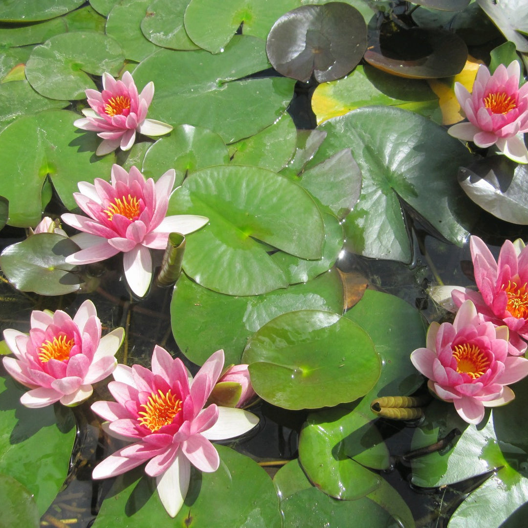 Products Nymphaea 'Attraction' Water Lily