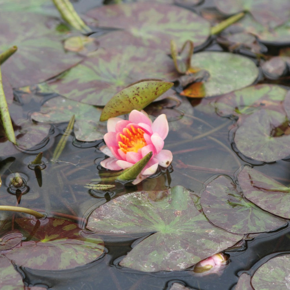 Products Nymphaea 'Aurora' Water Lily