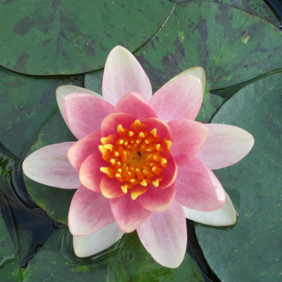 Products Nymphaea 'Aurora' Water Lily