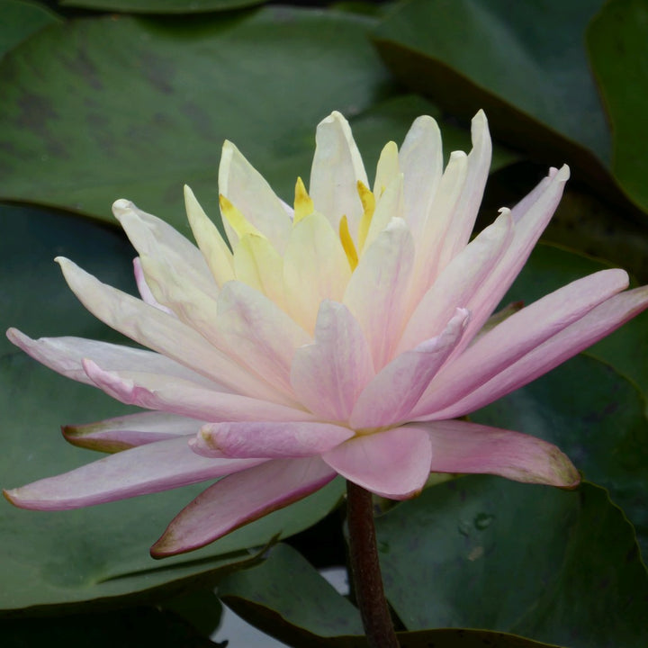 Nymphaea 'Barbara Dobbins' Water Lily