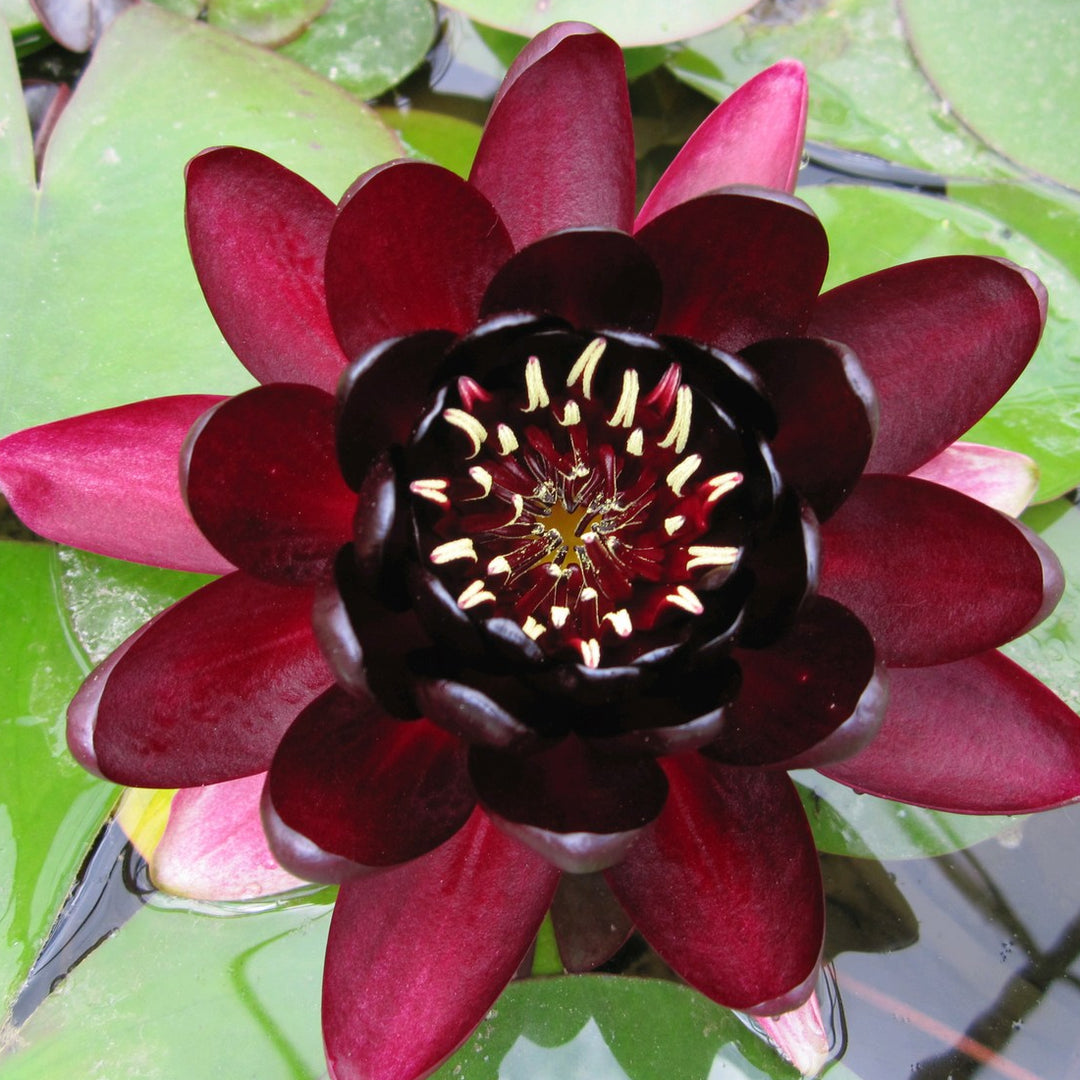 Nymphaea 'Black Princess' Water Lily