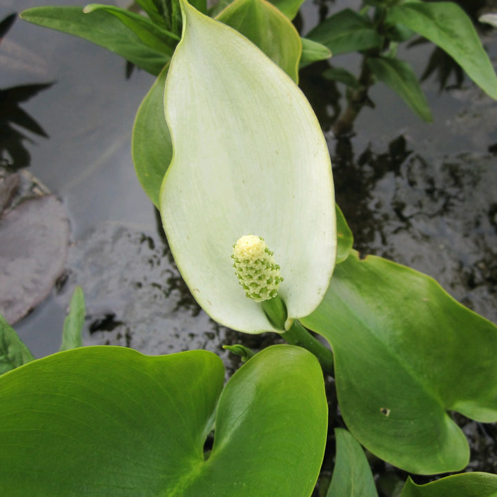 Bog Arum (Calla palustris)