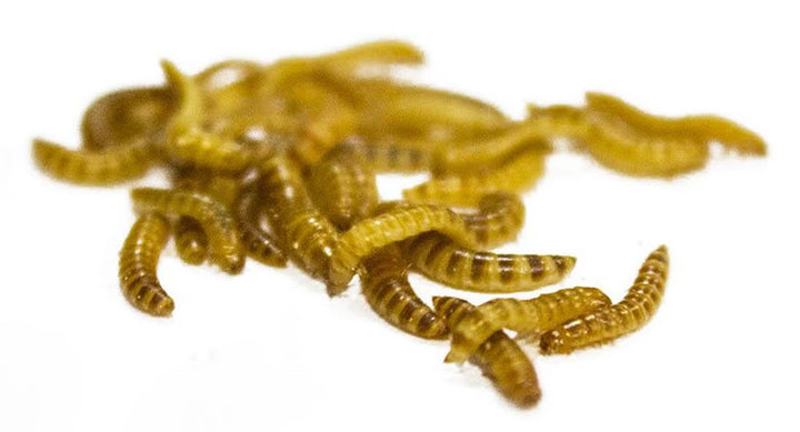 Buffalo Worms 500g Bag