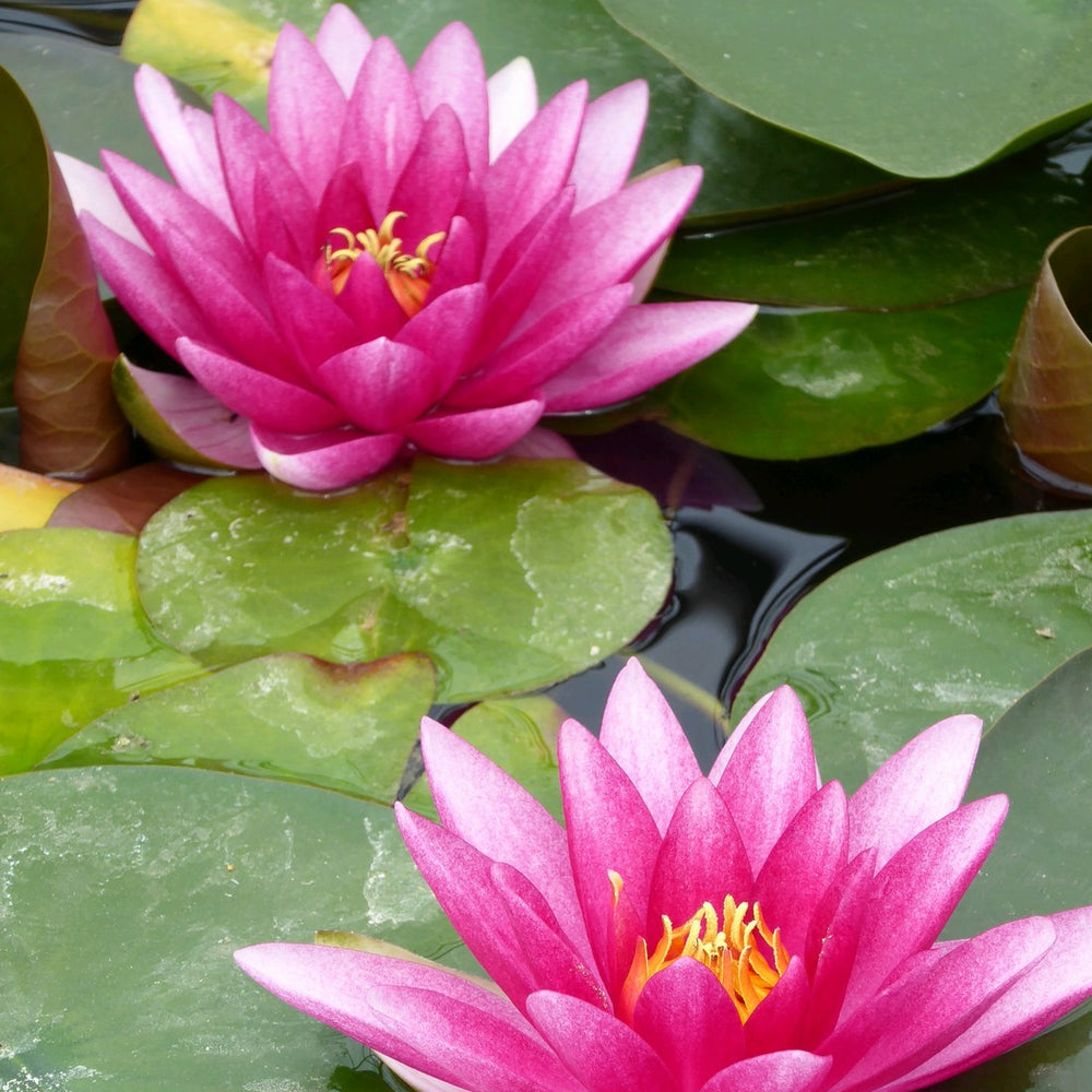 Nymphaea 'Charles de Meurville' Water Lily