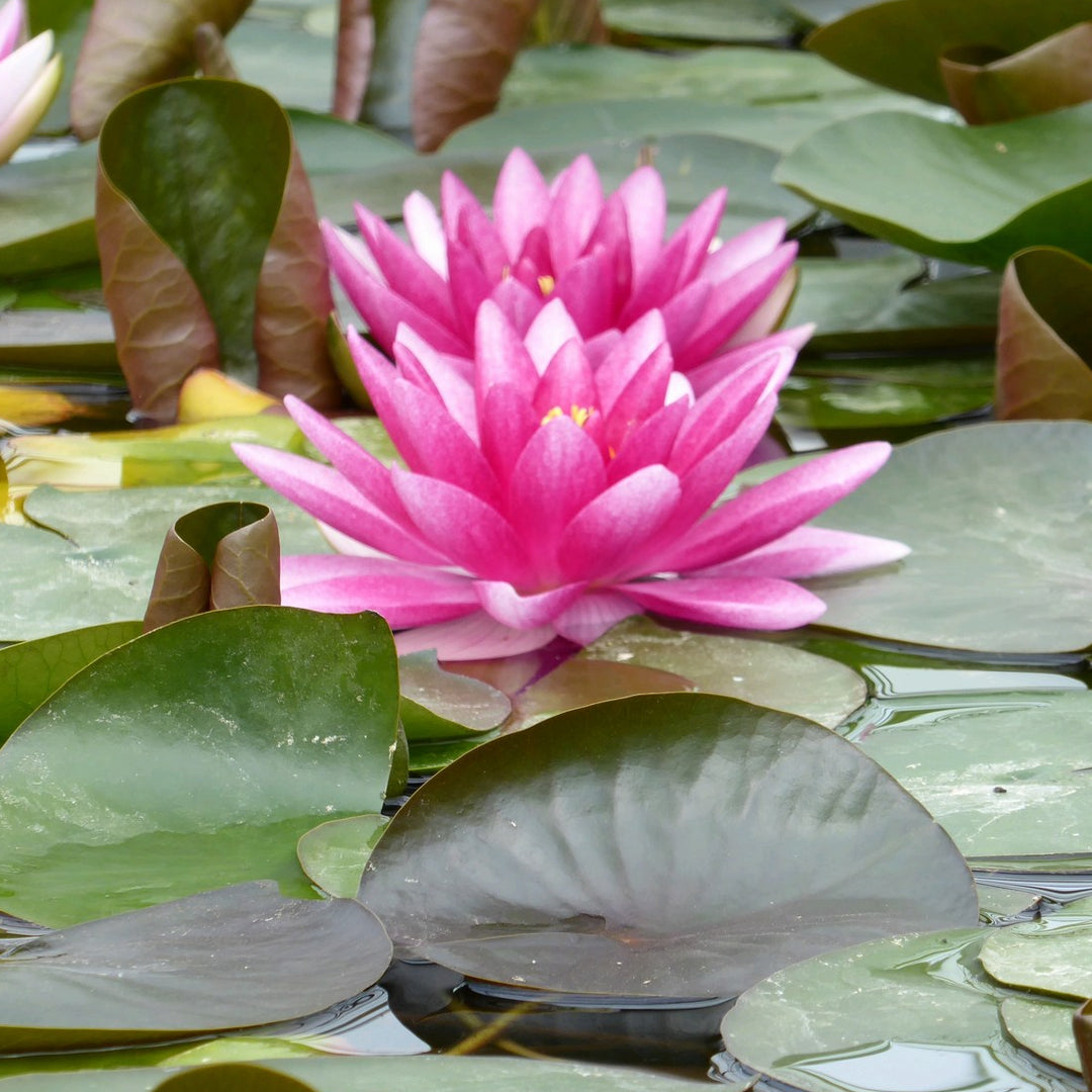 Nymphaea 'Charles de Meurville' Water Lily