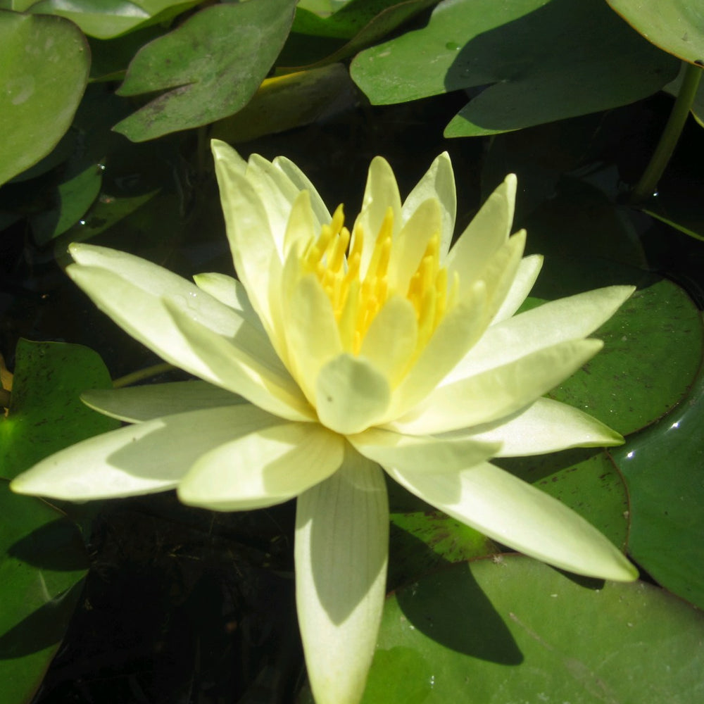 Nymphaea 'Colonel A J Welch' Water Lily