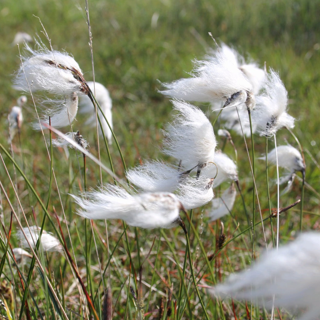 Cotton Grass (Eriophorum angustifolium)