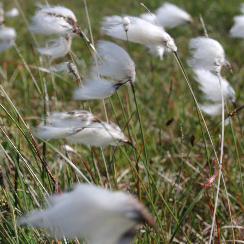 Cotton Grass (Eriophorum angustifolium)