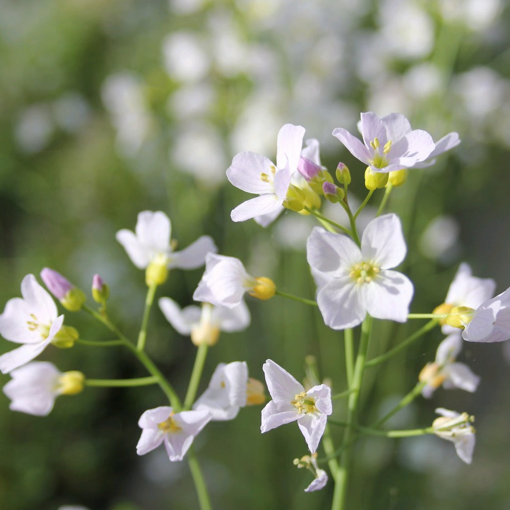 Garden Plants