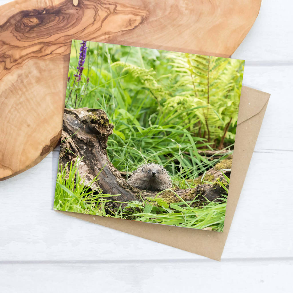 Hedgehog And Ferns Greeting Card