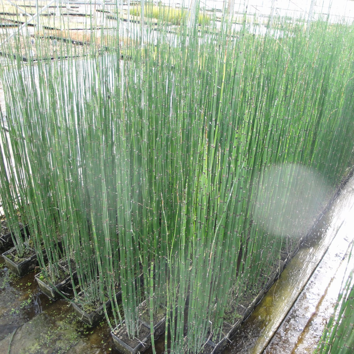 Dutch Reed Rush Equisetum hyemale (Dutch Rush) - Garden Wildlife