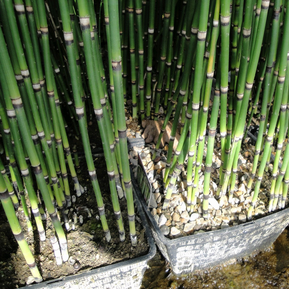 Dutch Reed Rush Equisetum hyemale (Dutch Rush) - Garden Wildlife