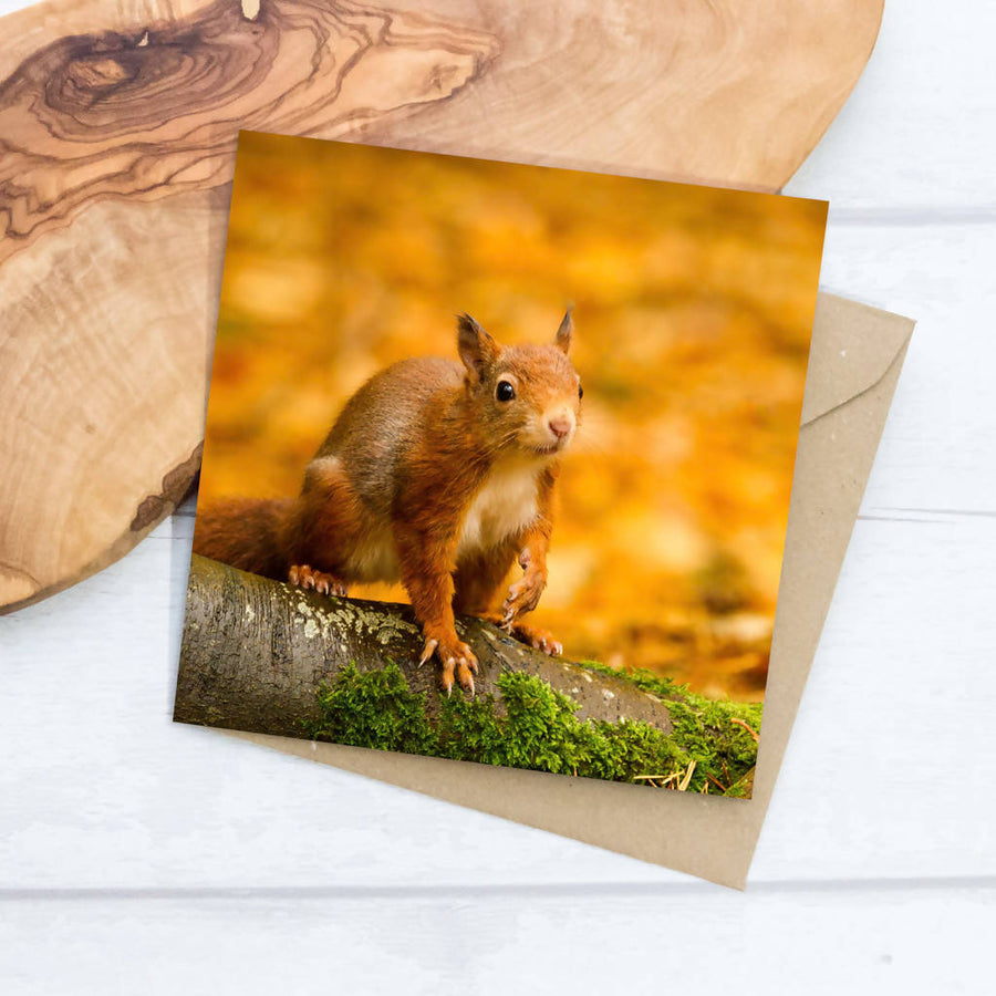 Red Squirrel In Autumn Woodland Greeting Card