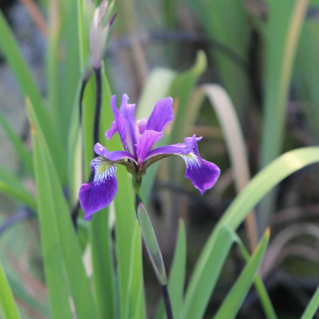 Iris robusta 'Gerald Darby'