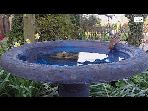 Wildlife World Coniston Bird Bath