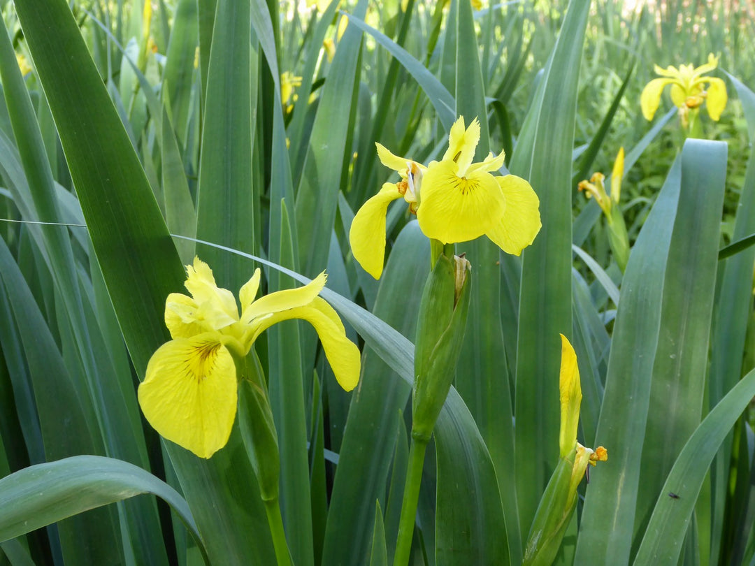 Yellow Flag (Iris pseudacorus)