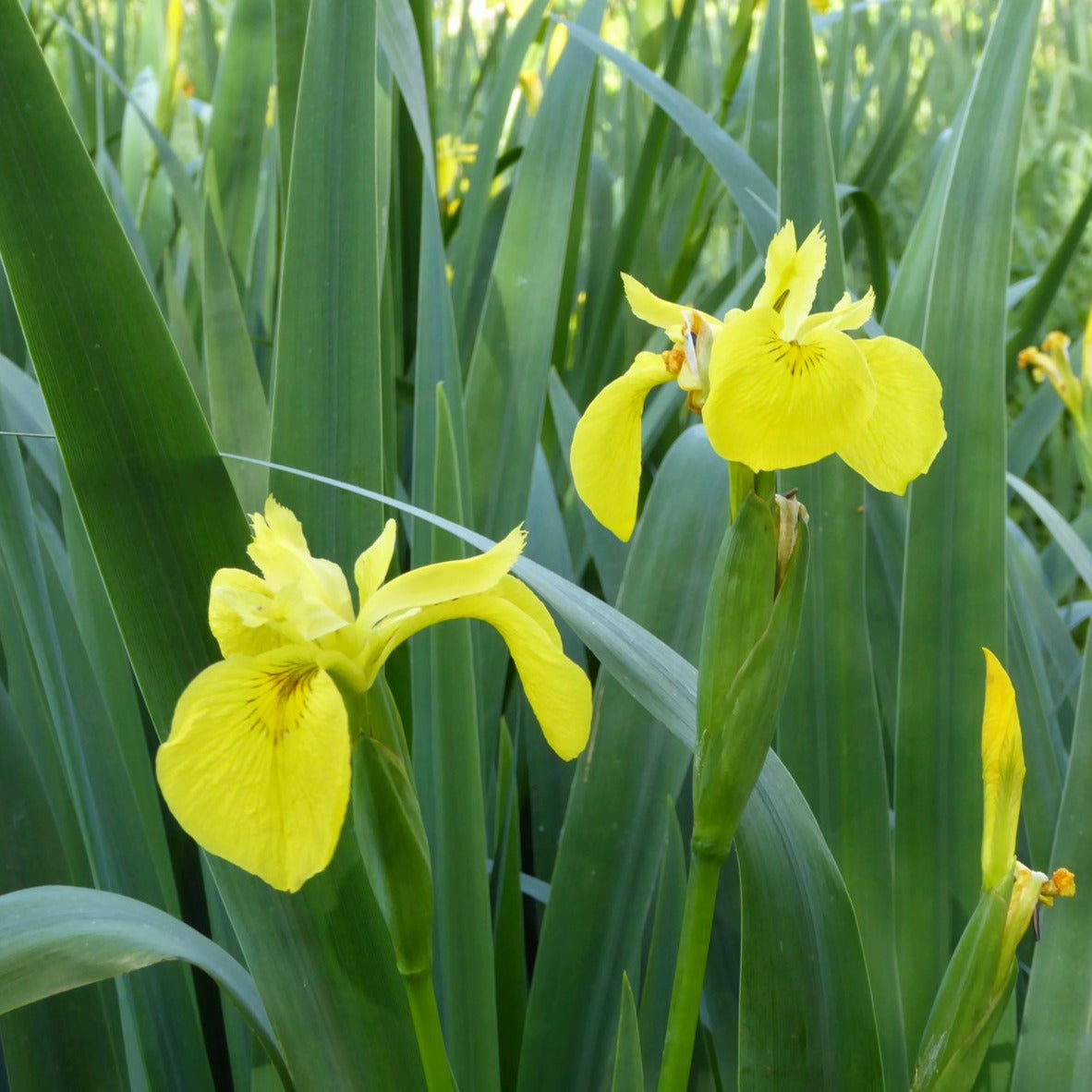 Buy Iris pseudacorus (Yellow Flag) online UK
