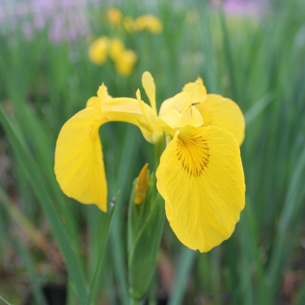 Buy Iris pseudacorus (Yellow Flag) online UK