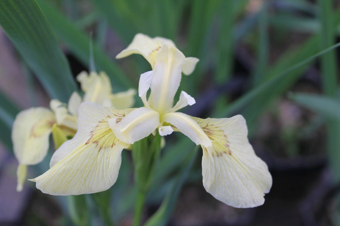 Buy Iris pseudacorus 'Alba' (White Flag Iris) online UK