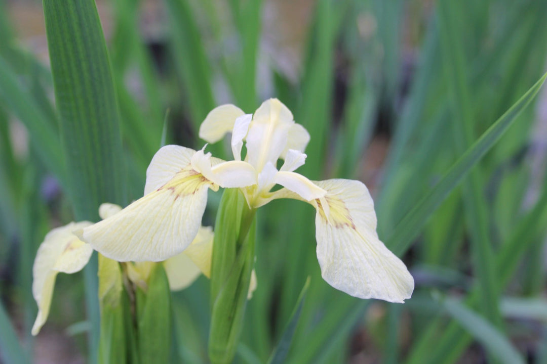 Buy Iris pseudacorus 'Alba' (White Flag Iris) online UK