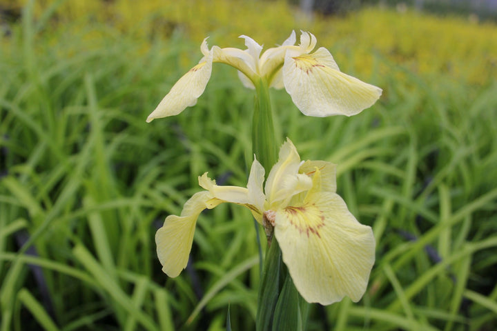 Buy Iris pseudacorus 'Alba' (White Flag Iris) online UK