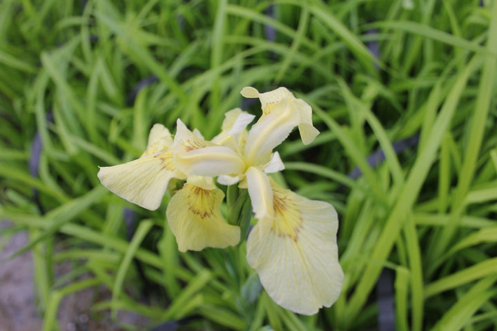 Buy Iris pseudacorus 'Alba' (White Flag Iris) online UK