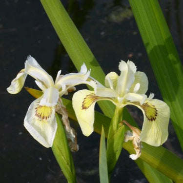 Buy Iris pseudacorus 'Alba' (White Flag Iris) online UK
