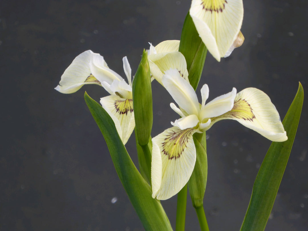 Buy Iris pseudacorus 'Alba' (White Flag Iris) online UK
