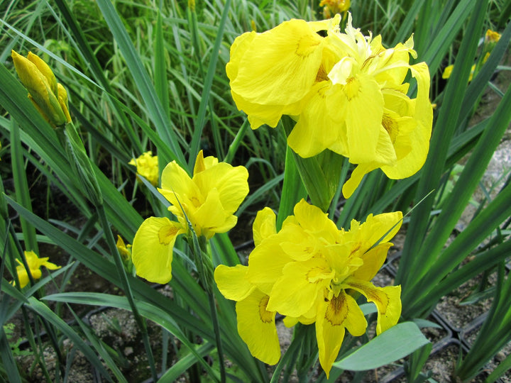 Double Yellow Flag (Iris pseudacorus 'Flore Pleno')