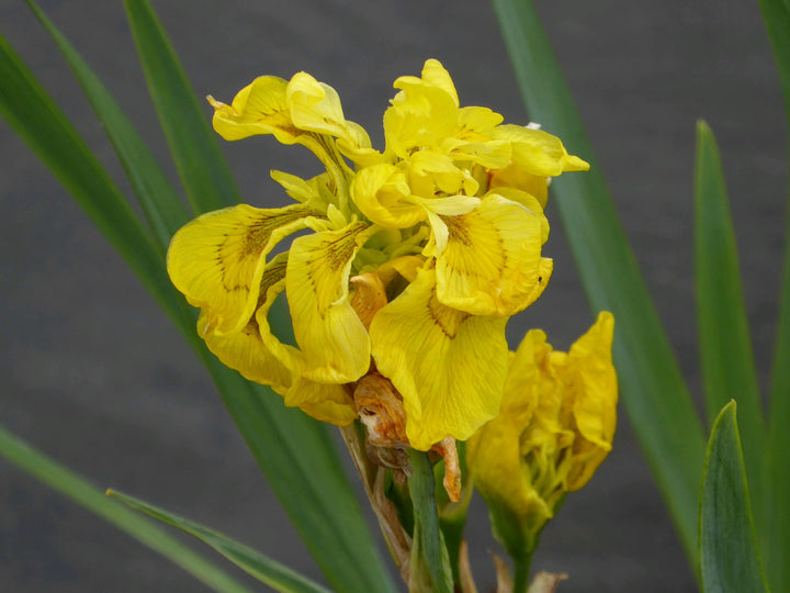 Double Yellow Flag (Iris pseudacorus 'Flore Pleno')