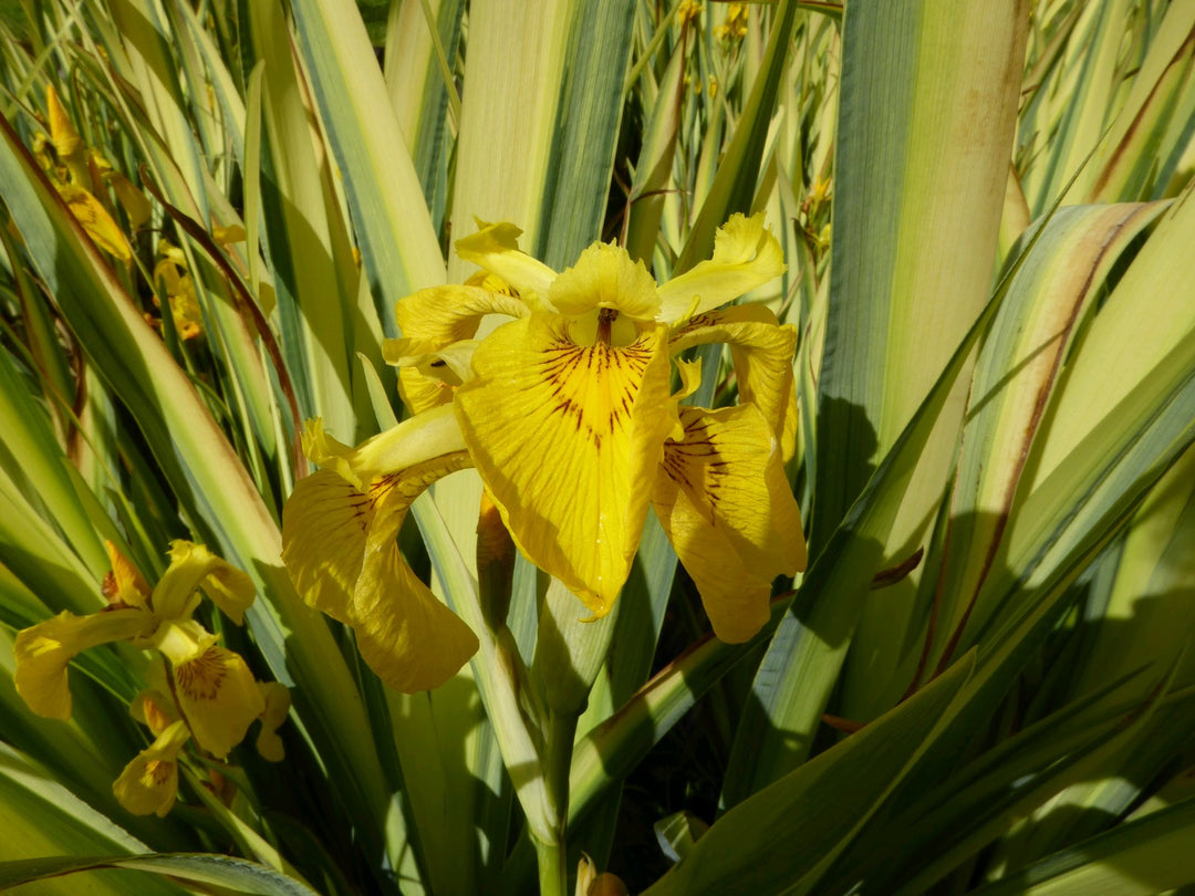 Variegated Yellow Flag (Iris pseudacorus 'Variegata')