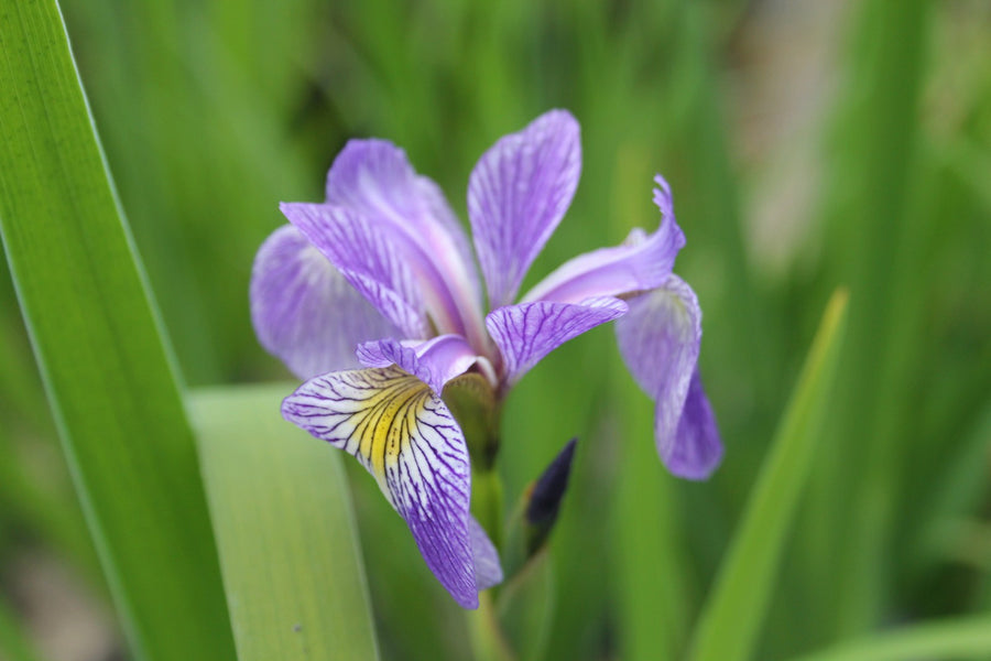 Siberian Flag (Iris sibirica)