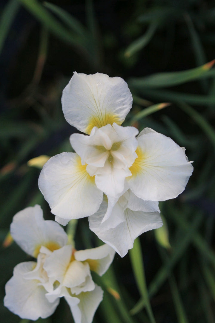 Siberian Iris 'Snow Queen' (Iris sibirica 'Snow Queen')