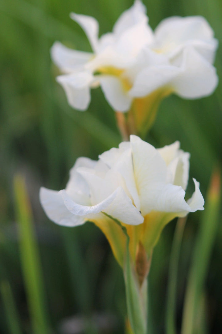 Siberian Iris 'Snow Queen' (Iris sibirica 'Snow Queen')
