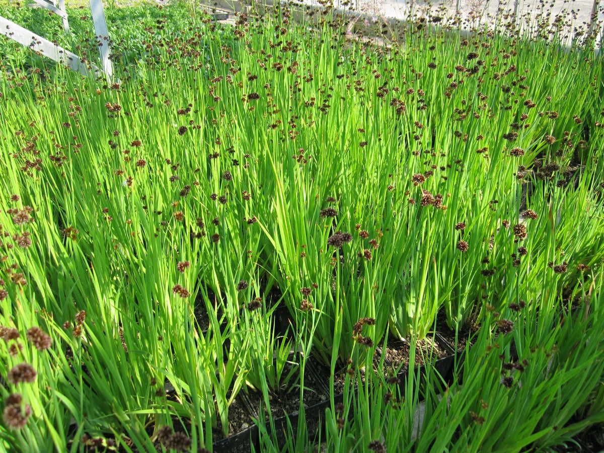 Buy Juncus ensifolius (Flying Hedgehogs) online UK